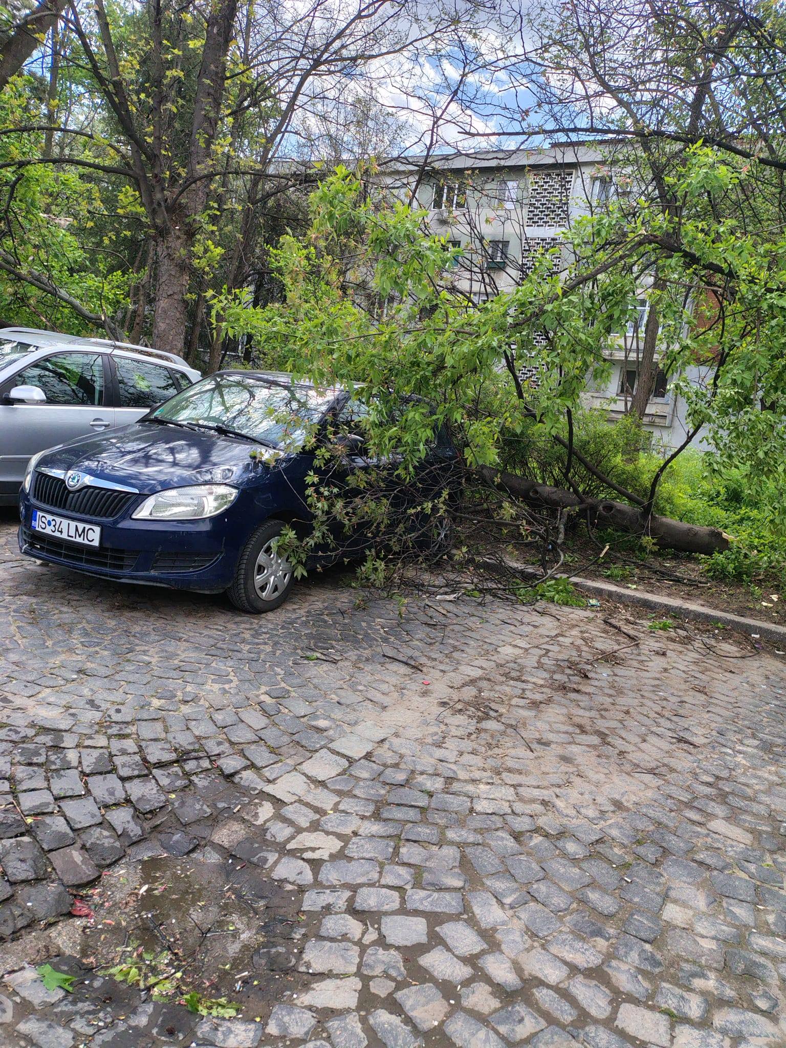 furtuna iasi (3)