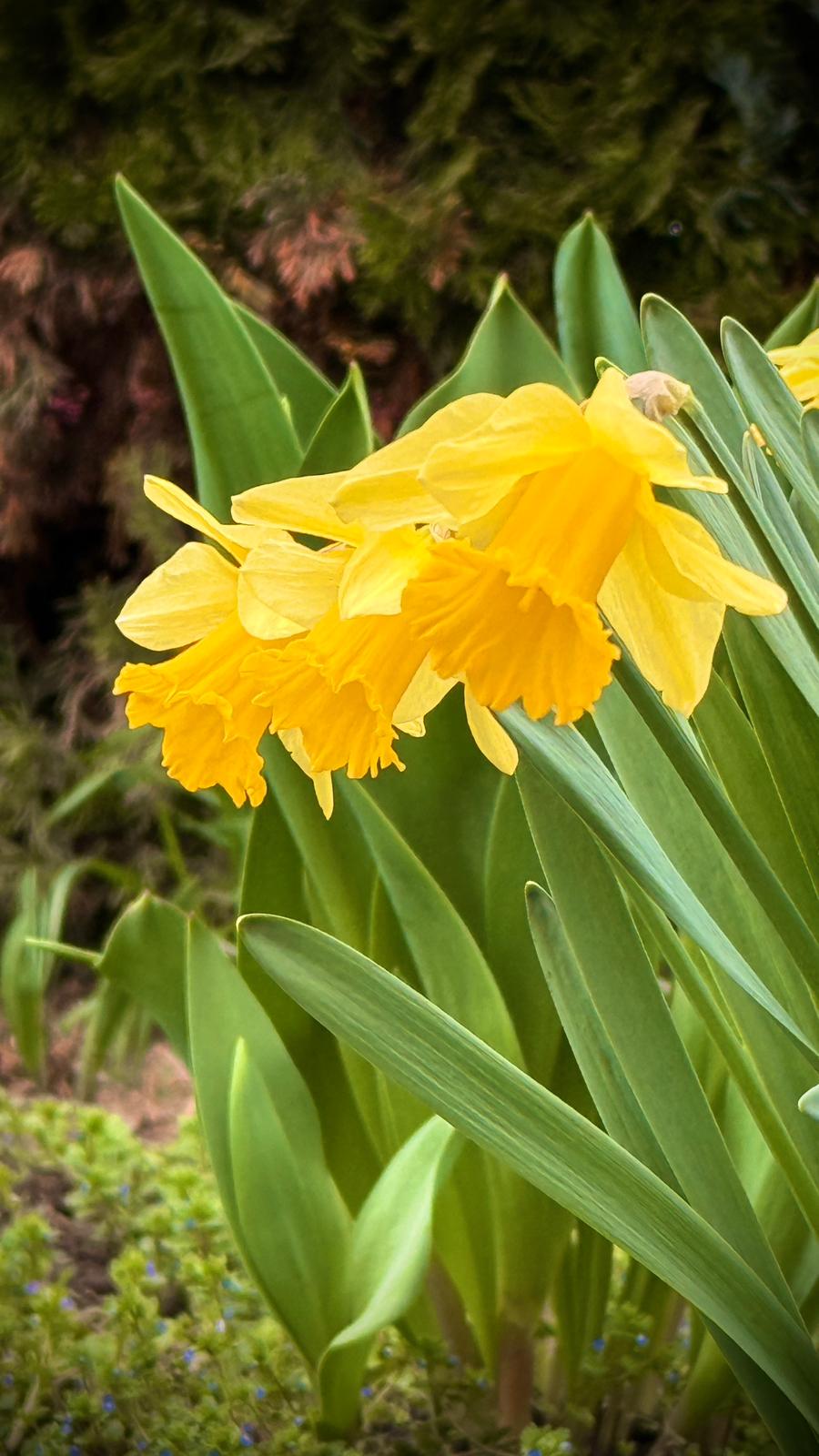 onomastica de florii